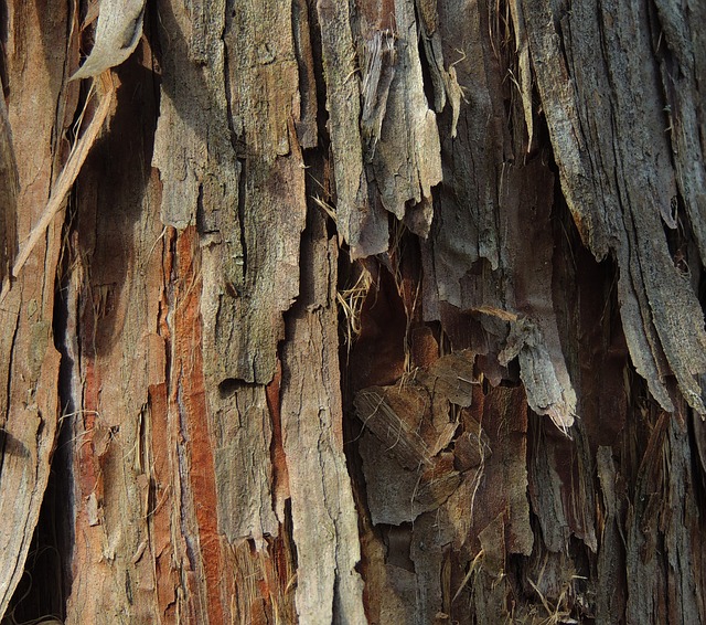 olio essenziale legno di cedro